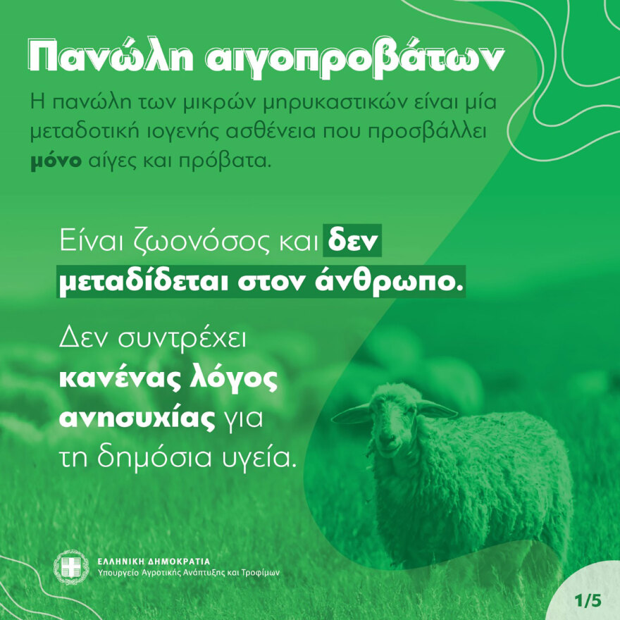 Πανώλη των αιγοπροβάτων: Έχουν εντοπιστεί εννέα κρούσματα – Έχουν θανατωθεί πάνω από 2.400 ζώα