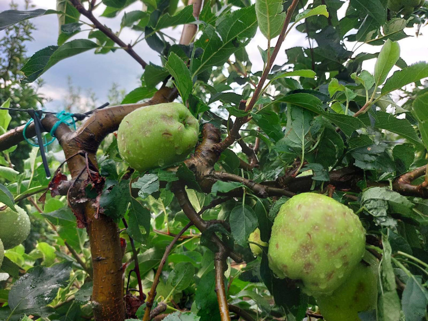 Καιρός: Άνοιξαν οι ουρανοί στη Λάρισα, ζημιές σε καλλιέργειες - Δείτε βίντεο και φωτογραφίες