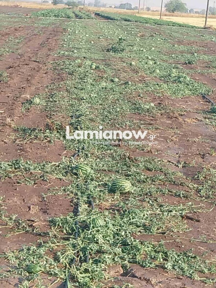 Λαμία: Μεγάλες καταστροφές στον Δομοκό μετά τη χθεσινή χαλαζόπτωση - Δείτε βίντεο