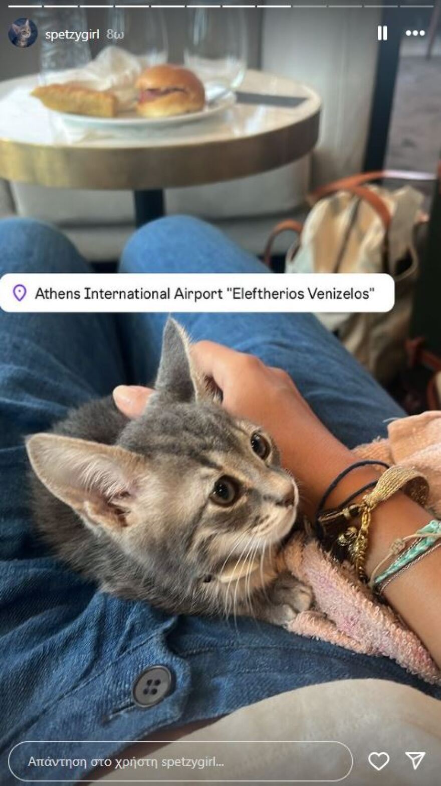 Σπέτσες: Το γατάκι που σώθηκε, πάει... Αμερική - Τι λέει η τουρίστρια για τον λιμενικό που προσπάθησε να την εμποδίσει να βουτήξει