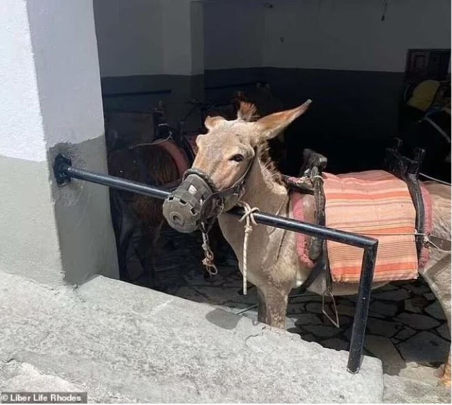 Ρόδος: Έκκληση ακτιβιστών για τα γαϊδουράκια «ταξί» - Για κακομεταχείριση μιλά η DailyMail, δείτε βίντεο