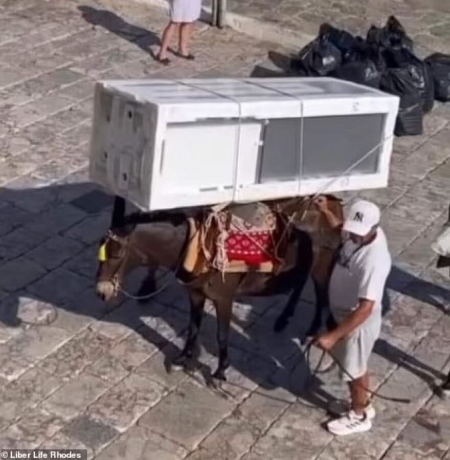 Ρόδος: Έκκληση ακτιβιστών για τα γαϊδουράκια «ταξί» - Για κακομεταχείριση μιλά η DailyMail, δείτε βίντεο