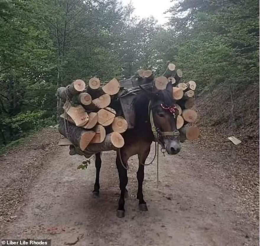 Ρόδος: Έκκληση ακτιβιστών για τα γαϊδουράκια «ταξί» - Για κακομεταχείριση μιλά η DailyMail, δείτε βίντεο