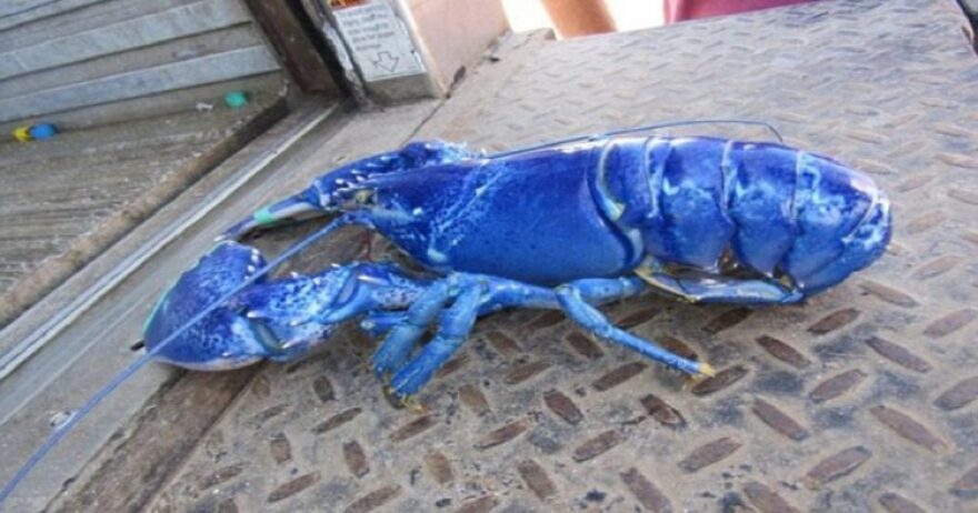 Εμανουέλ Μακρόν: Έλλειμμα €8 εκατ. στο Ελιζέ από τις σπατάλες του - €500.000 μόνο για το δείπνο στον Κάρολο με μπλε αστακούς