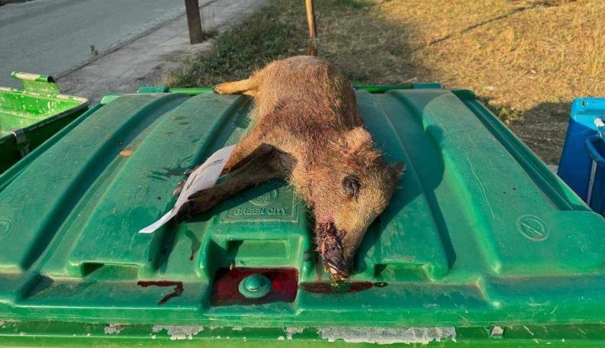 Ιωάννινα: Πυροβόλησε αγριογούρουνο και το παράτησε σε κάδο σκουπιδιών... με σημείωμα