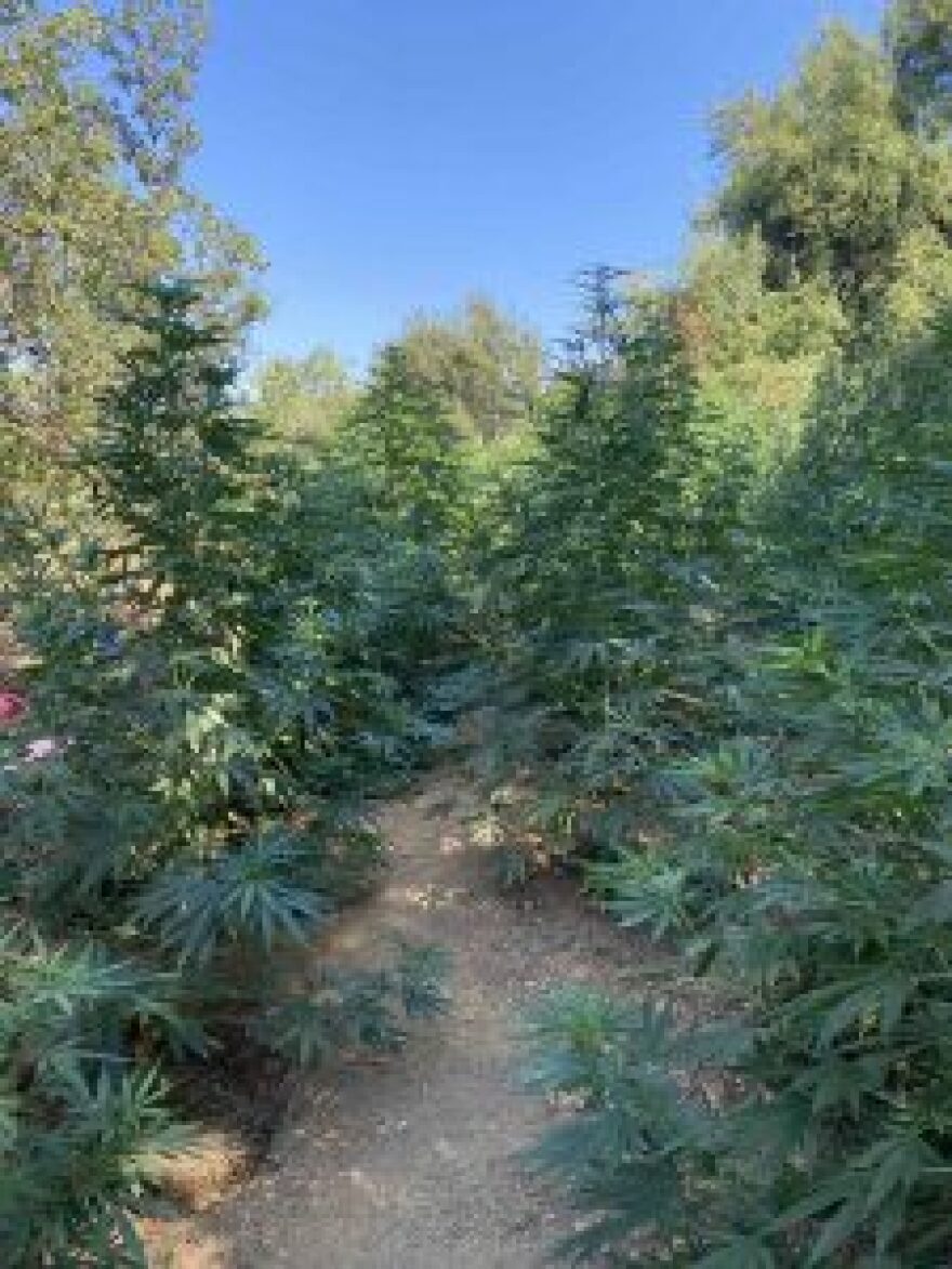 Κρήτη: Κατασχέθηκαν 1.321 δενδρύλλια και 1.180 γραμμάρια κάνναβης στα Χανιά