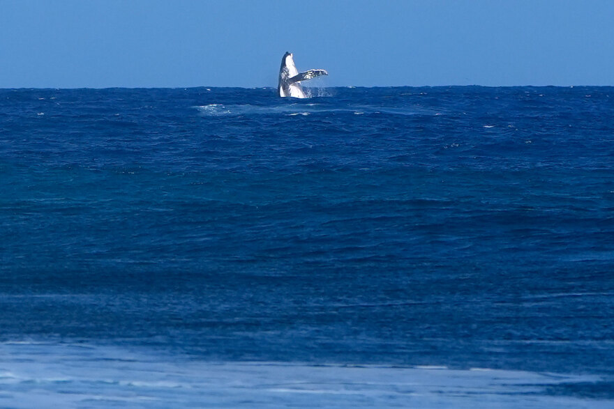 Ολυμπιακοί Αγώνες 2024: Φάλαινα έκανε «photobombing» στις σέρφερ - Δείτε βίντεο και φωτογραφίες