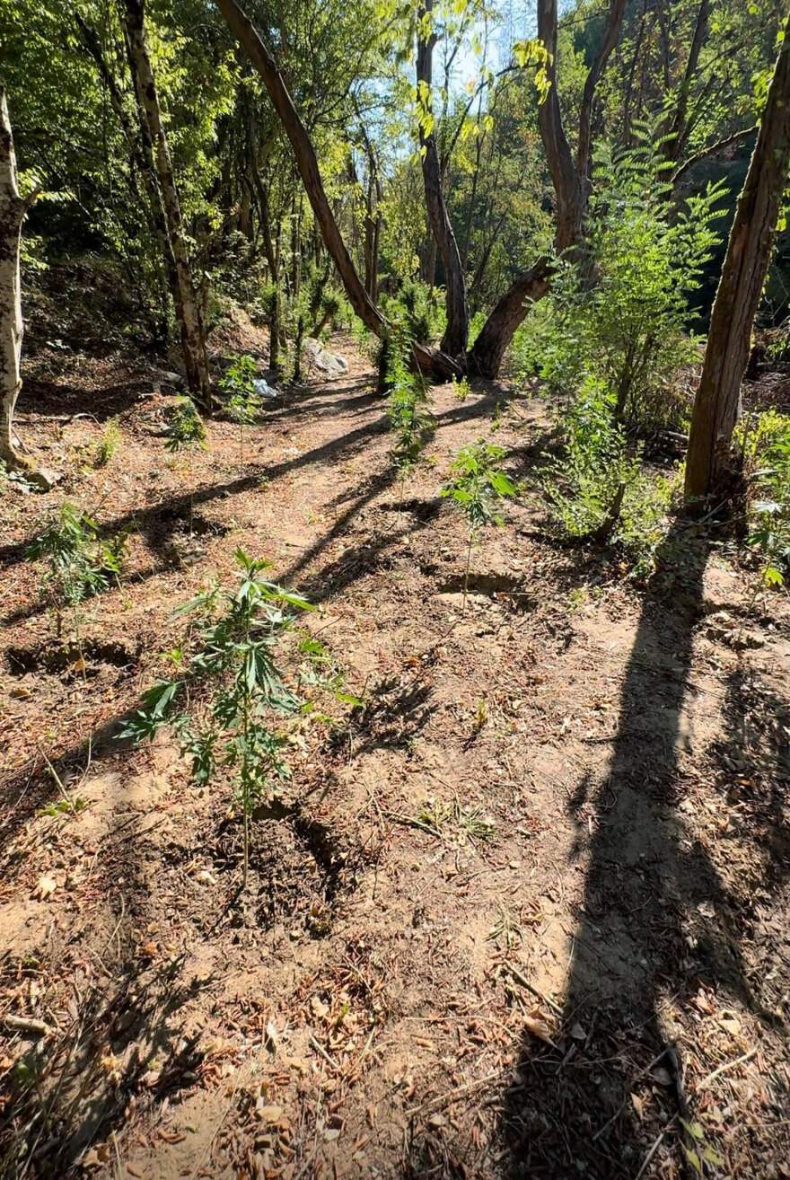 Φυτεία με πάνω από 1.000 δενδρύλλια κάνναβης εντοπίστηκε στη Θεσσαλονίκη - Συνελήφθησαν 4 άτομα