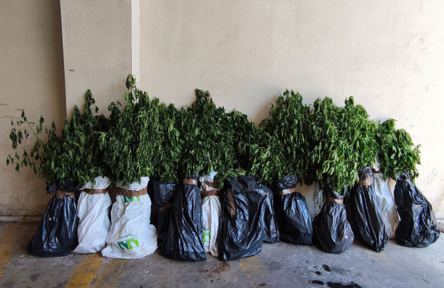 Φυτεία με πάνω από 1.000 δενδρύλλια κάνναβης εντοπίστηκε στη Θεσσαλονίκη - Συνελήφθησαν 4 άτομα