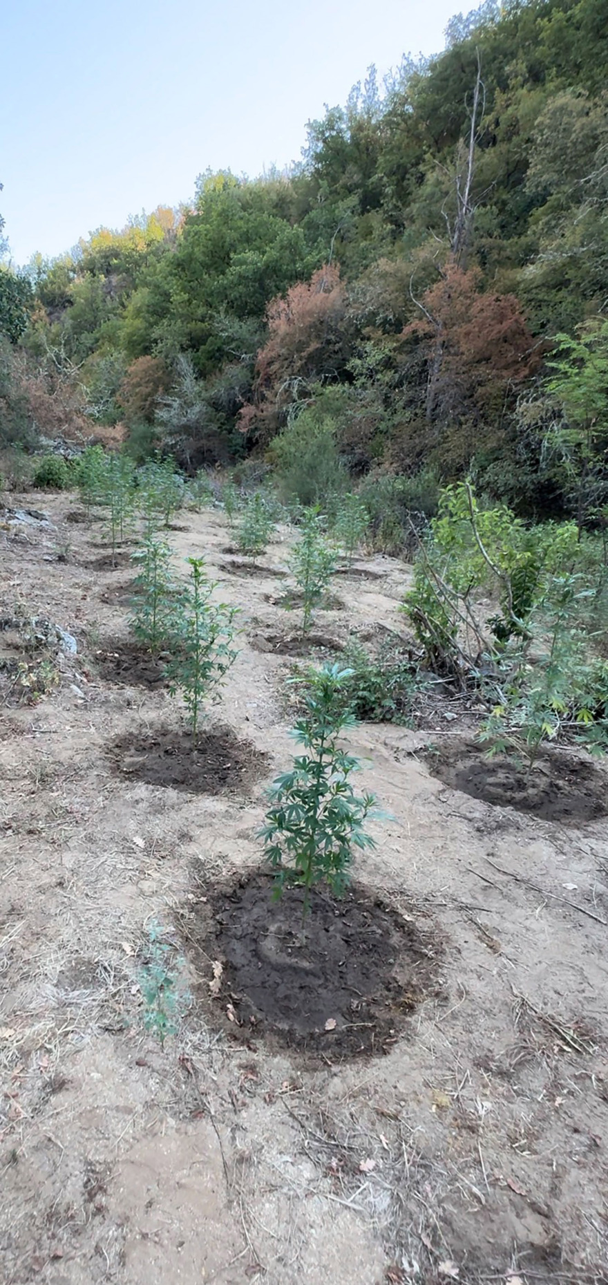 Φυτεία με πάνω από 1.000 δενδρύλλια κάνναβης εντοπίστηκε στη Θεσσαλονίκη - Συνελήφθησαν 4 άτομα