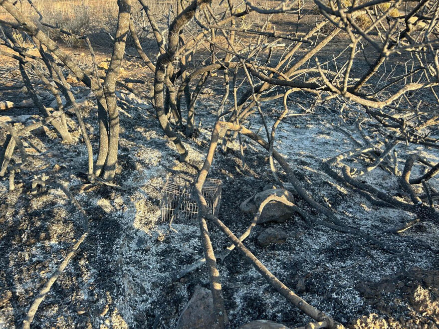 Διασώσεις ζώων στο καμένο δάσος του Βαρνάβα - «Είναι λίγο να σώσεις μόνο μία χελώνα;»