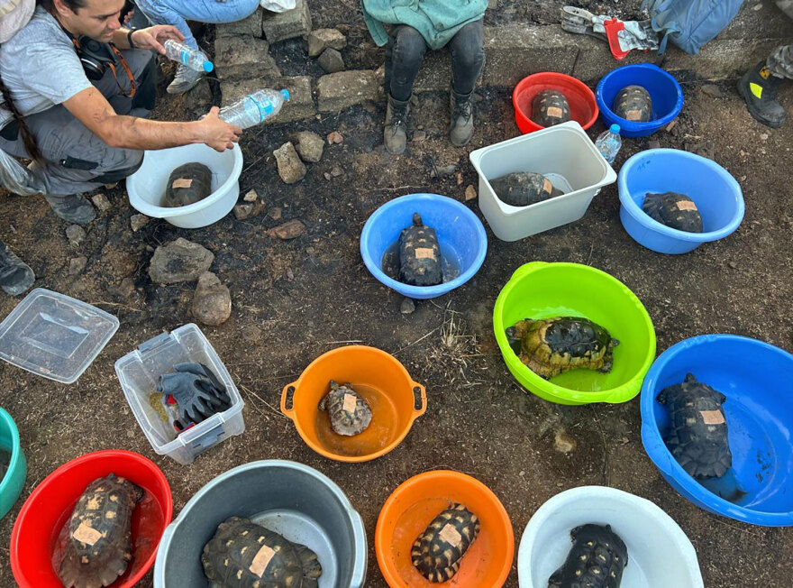 Διασώσεις ζώων στο καμένο δάσος του Βαρνάβα - «Είναι λίγο να σώσεις μόνο μία χελώνα;»