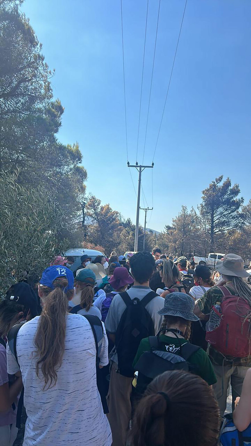 Διασώσεις ζώων στο καμένο δάσος του Βαρνάβα - «Είναι λίγο να σώσεις μόνο μία χελώνα;»