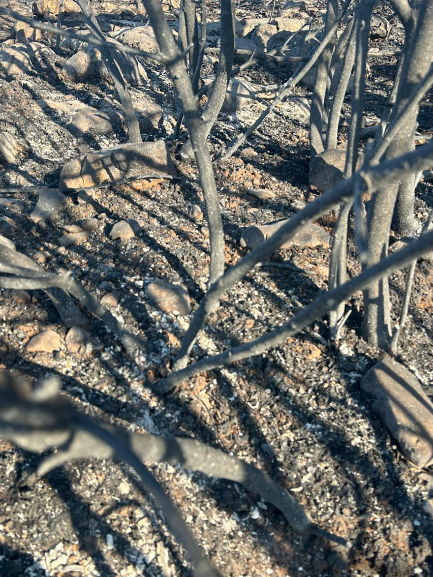 Διασώσεις ζώων στο καμένο δάσος του Βαρνάβα - «Είναι λίγο να σώσεις μόνο μία χελώνα;»