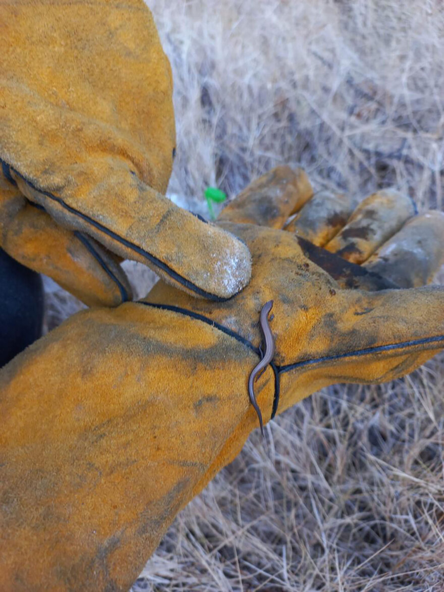 Διασώσεις ζώων στο καμένο δάσος του Βαρνάβα - «Είναι λίγο να σώσεις μόνο μία χελώνα;»