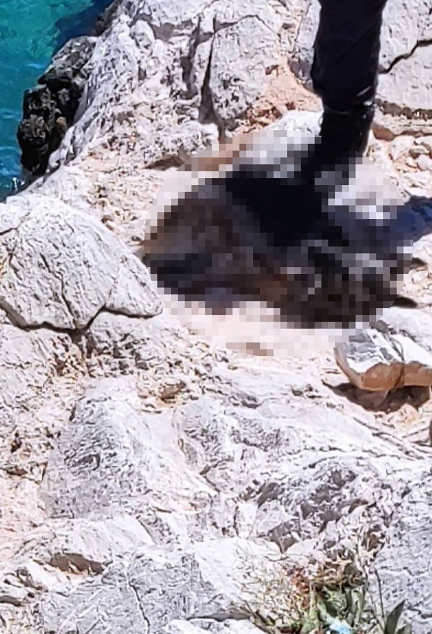 Μέγαρα: Ψαροντουφεκάς εντόπισε πνιγμένο σκύλο που τον είχαν δέσει και του έβαλαν μεγάλη πέτρα στον λαιμό