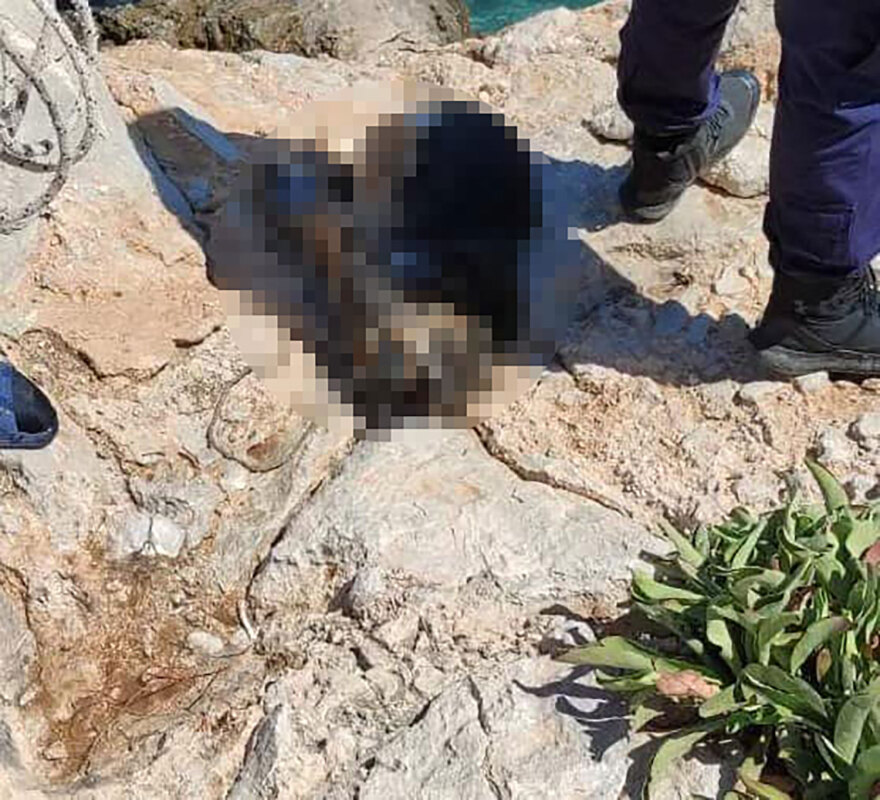 Μέγαρα: Ψαροντουφεκάς εντόπισε πνιγμένο σκύλο που τον είχαν δέσει και του έβαλαν μεγάλη πέτρα στον λαιμό