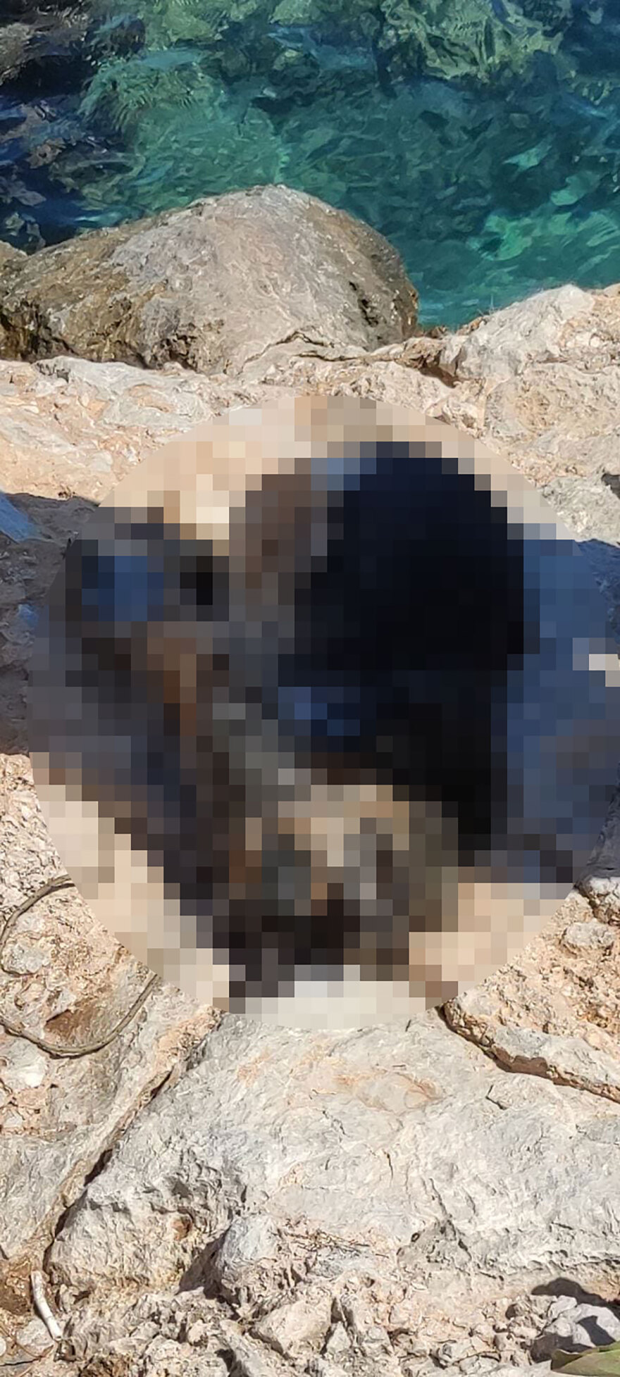 Μέγαρα: Ψαροντουφεκάς εντόπισε πνιγμένο σκύλο που τον είχαν δέσει και του έβαλαν μεγάλη πέτρα στον λαιμό