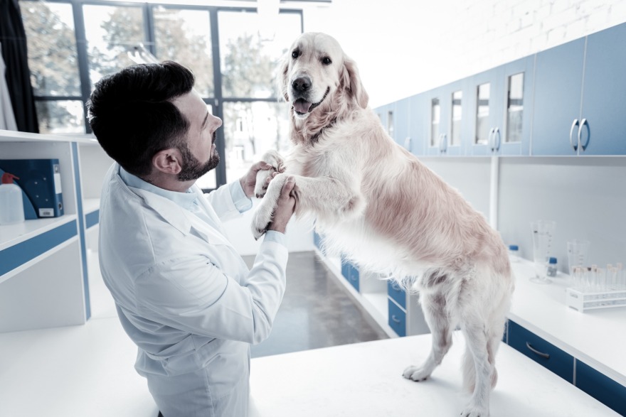 Ασφάλεια κατοικιδίου: Χρήσιμη επένδυση ή υπερβολική δαπάνη;