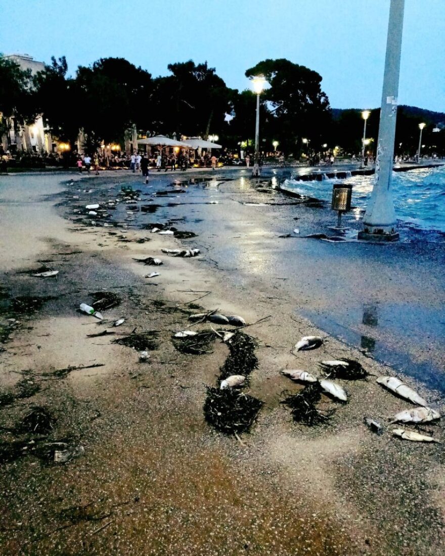 Βόλος: Ψάρια του γλυκού νερού αυτά που ξεβράζονται στην παραλία