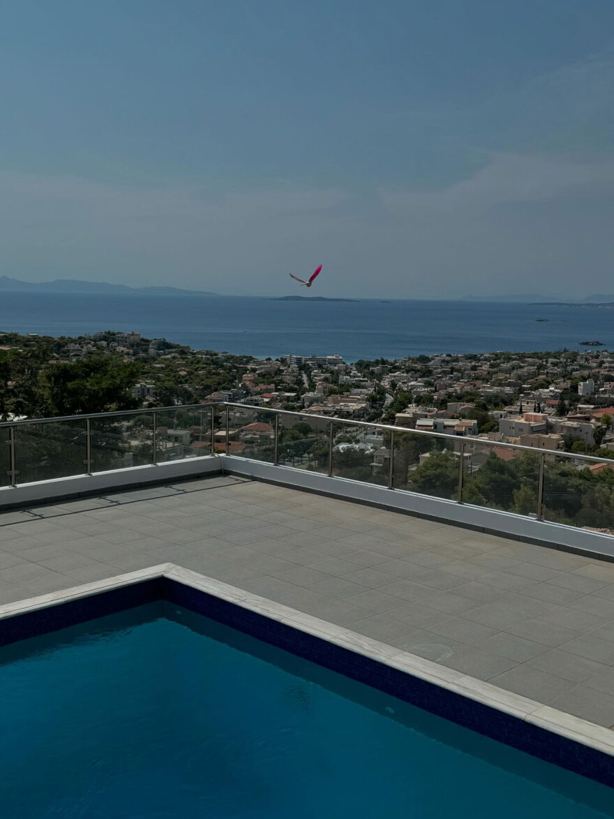 Σπάνια εμφάνιση εξωτικού  περιστεριού στη Σαρωνίδα -  Δείτε φωτογραφίες 