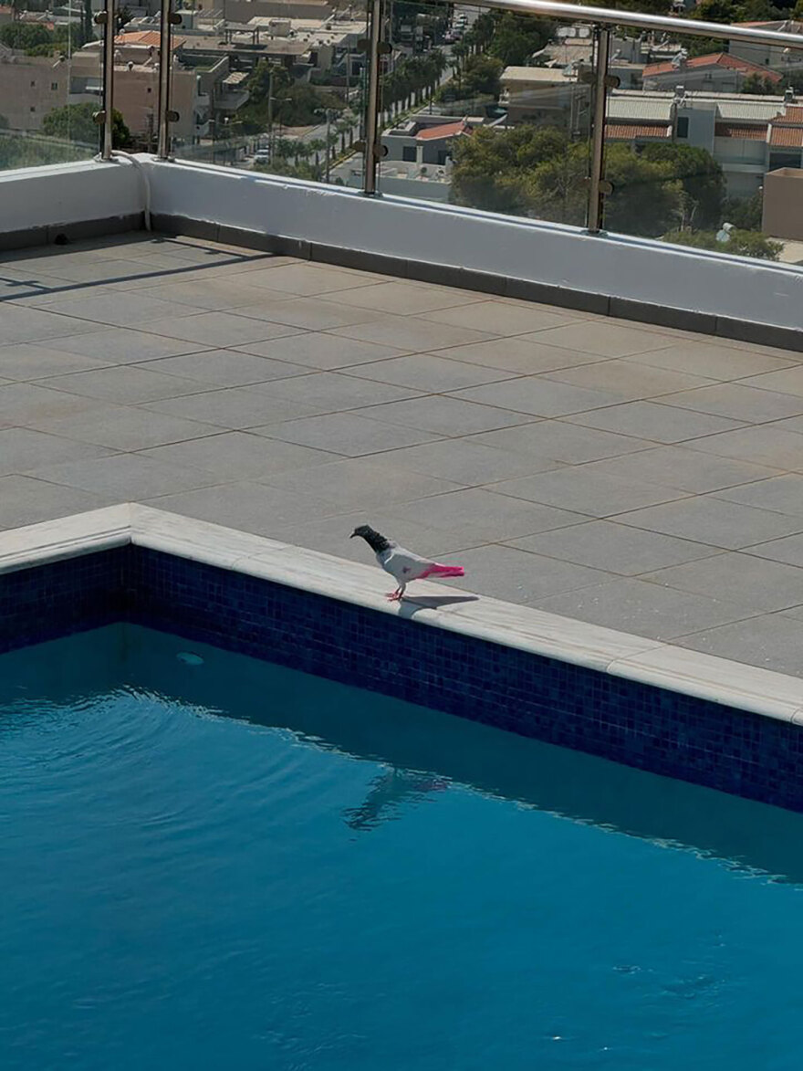 Σπάνια εμφάνιση εξωτικού  περιστεριού στη Σαρωνίδα -  Δείτε φωτογραφίες 