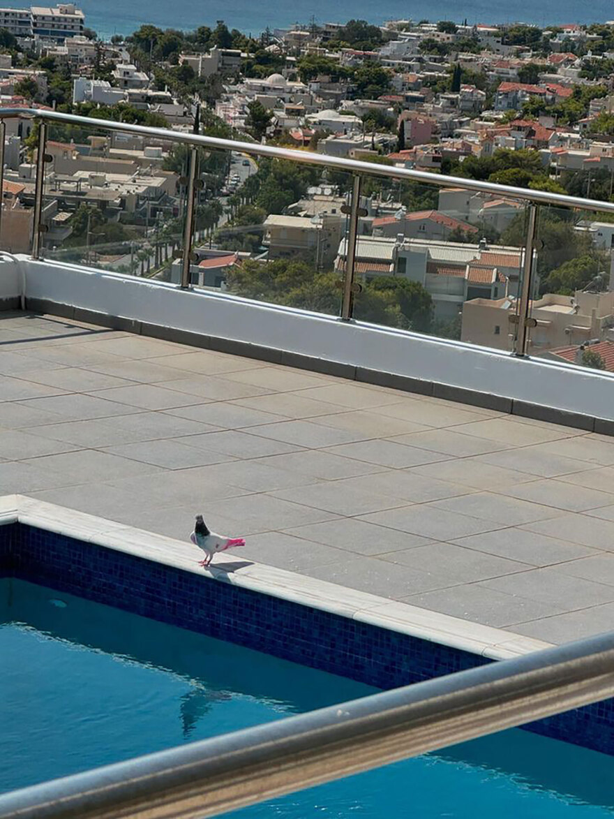 Σπάνια εμφάνιση εξωτικού  περιστεριού στη Σαρωνίδα -  Δείτε φωτογραφίες 