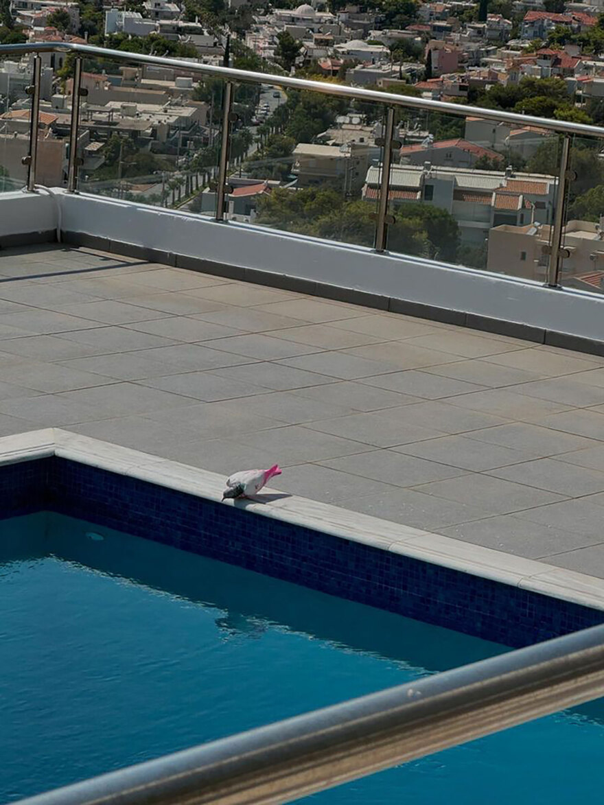 Σπάνια εμφάνιση εξωτικού  περιστεριού στη Σαρωνίδα -  Δείτε φωτογραφίες 