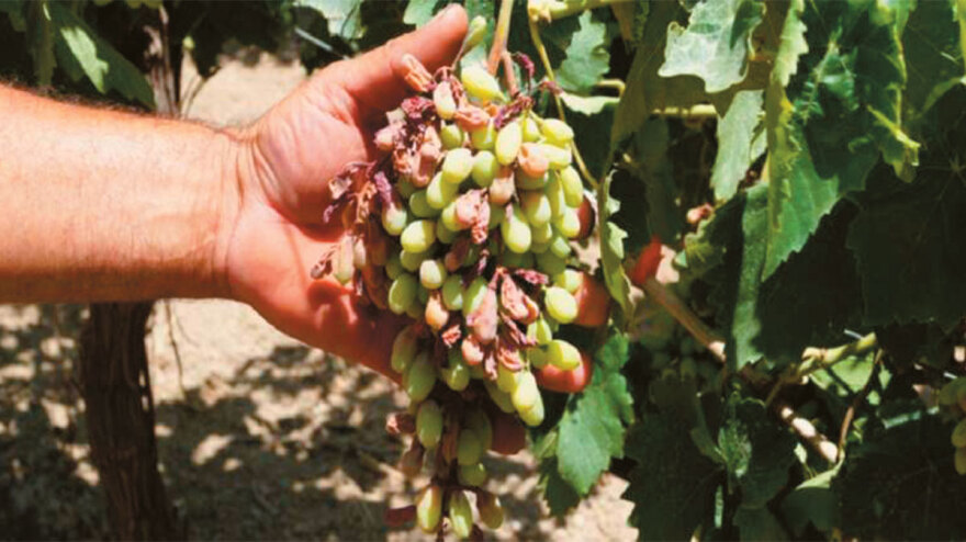 Η κλιματική αλλαγή «χτυπά» την Ελλάδα: Λίγο το λάδι, μικρές οι πατάτες, πλήγμα σε παραγωγές 