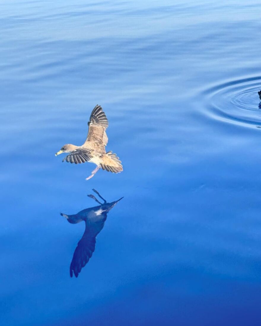 Άλκηστις Πρωτοψάλτη: Όμορφες στιγμές, ξέγνοιαστες, ανεξίτηλες, γράφει από τη Γαύδο