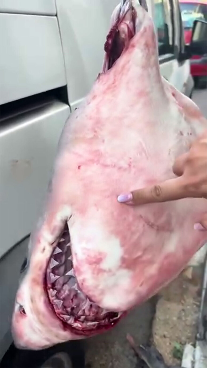 Έπιασαν νεαρό λευκό καρχαρία στο Πόρτο Λάφια Εύβοιας