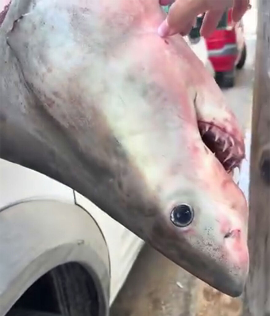 Έπιασαν νεαρό λευκό καρχαρία στο Πόρτο Λάφια Εύβοιας