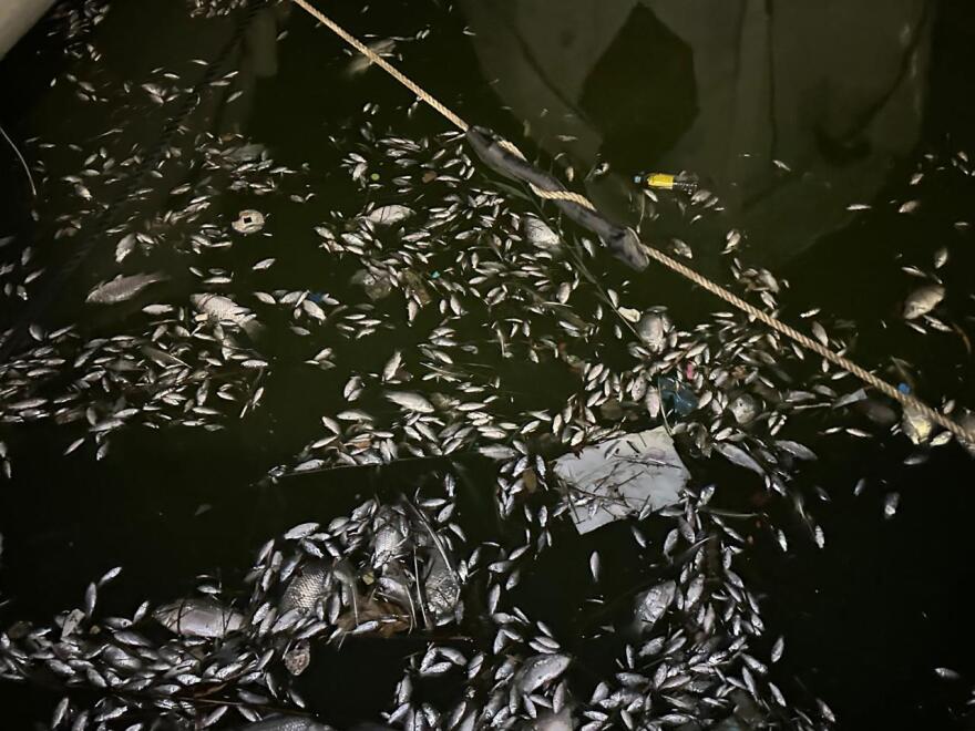 Αποκρουστικές εικόνες με χιλιάδες νεκρά ψάρια στο λιμάνι του Βόλου – Δείτε βίντεο