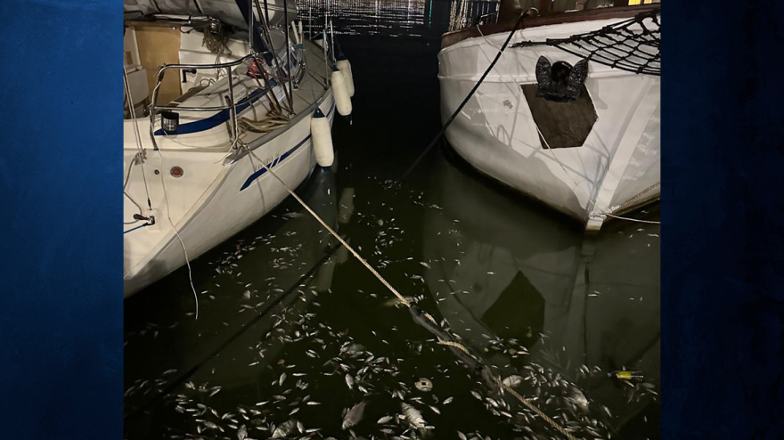 Αποκρουστικές εικόνες με χιλιάδες νεκρά ψάρια στο λιμάνι του Βόλου – Δείτε βίντεο