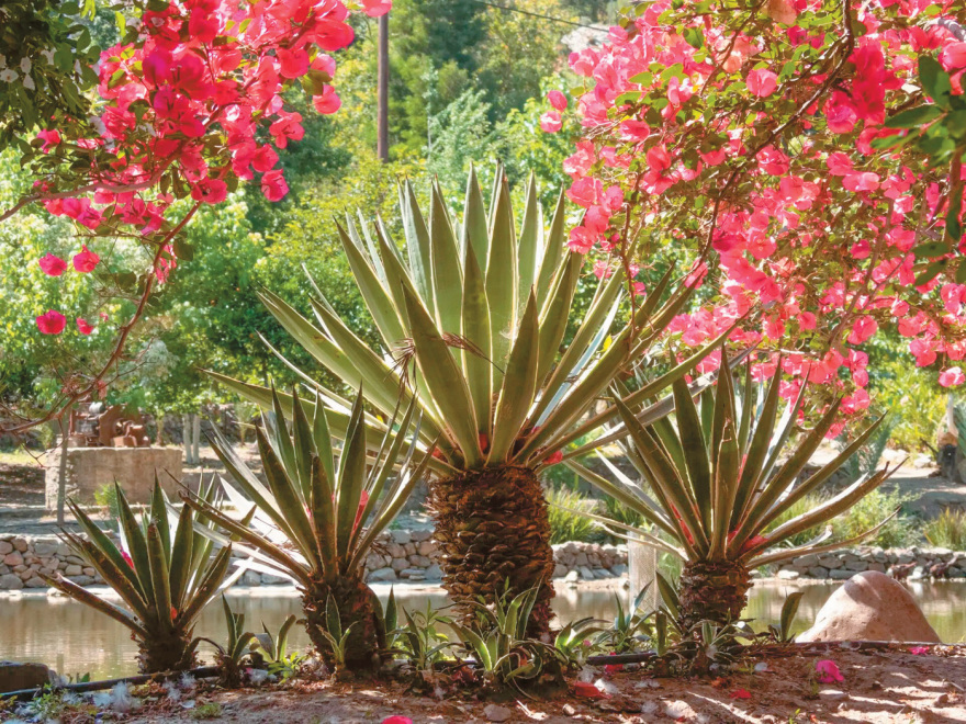 Κασσελάκης: Δείπνο με θέα τα Λευκά Όρη στη 2η μέρα των γαμήλιων εορτασμών - Δείτε βίντεο και φωτογραφίες