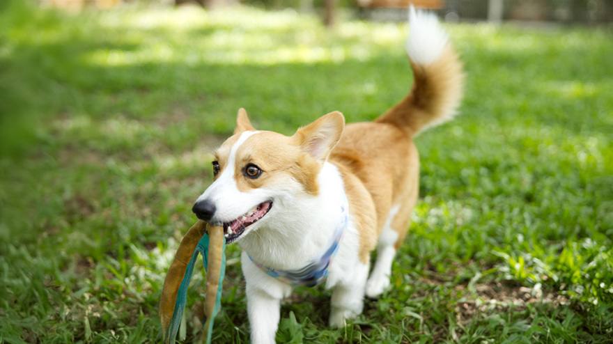 Τι μας λένε τα σκυλιά μας; Μαθαίνοντας τη γλώσσα των κατοικίδιων μας