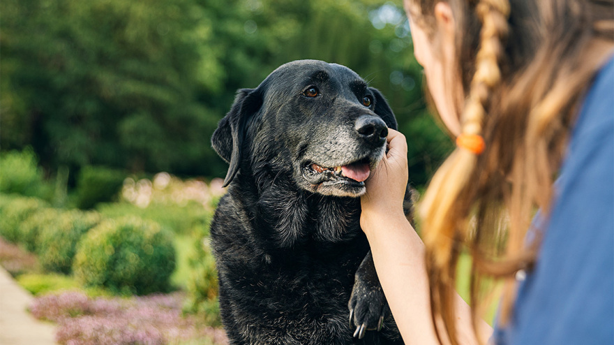 Τι μας λένε τα σκυλιά μας; Μαθαίνοντας τη γλώσσα των κατοικίδιων μας