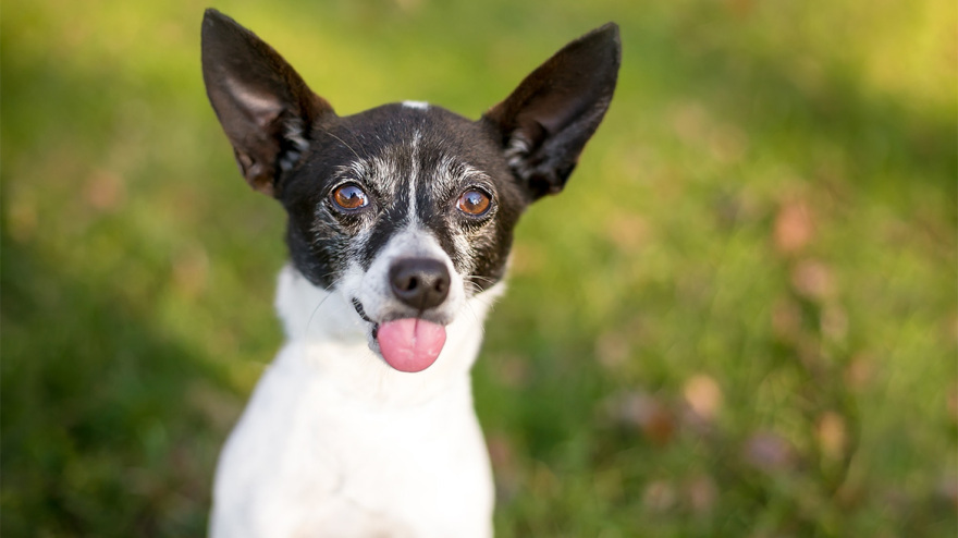Τι μας λένε τα σκυλιά μας; Μαθαίνοντας τη γλώσσα των κατοικίδιων μας