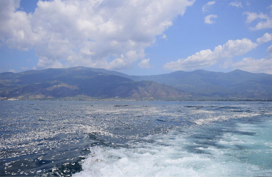 Αχιλλέας Μπέος - Αυτοψία με σκάφος στον Παγασητικό: «Το πρόβλημα με τα νεκρά ψάρια υπάρχει παντού» - Δείτε φωτογραφίες