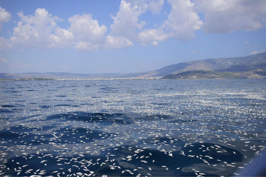 Αχιλλέας Μπέος - Αυτοψία με σκάφος στον Παγασητικό: «Το πρόβλημα με τα νεκρά ψάρια υπάρχει παντού» - Δείτε φωτογραφίες