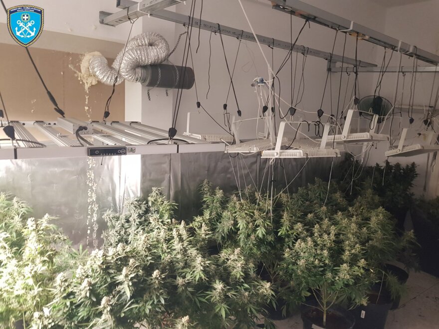 Κολωνός: Εντοπίστηκε εργαστήριο κάνναβης με 30 δενδρύλλια που έφταναν το 1,5 μέτρο