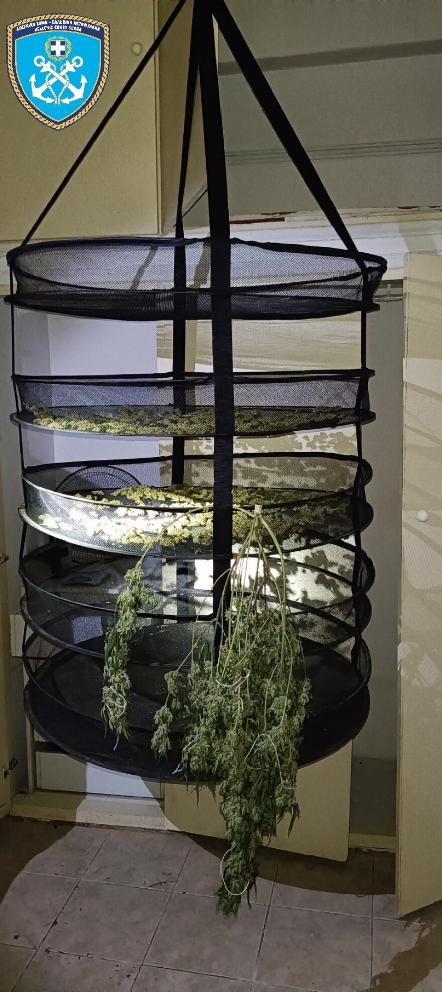 Κολωνός: Εντοπίστηκε εργαστήριο κάνναβης με 30 δενδρύλλια που έφταναν το 1,5 μέτρο