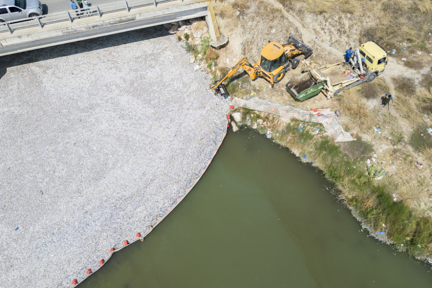 Απέραντη θάλασσα από νεκρά ψάρια στον Βόλο - Μαζεύτηκαν πάνω από 57 τόνοι, δείτε φωτογραφίες