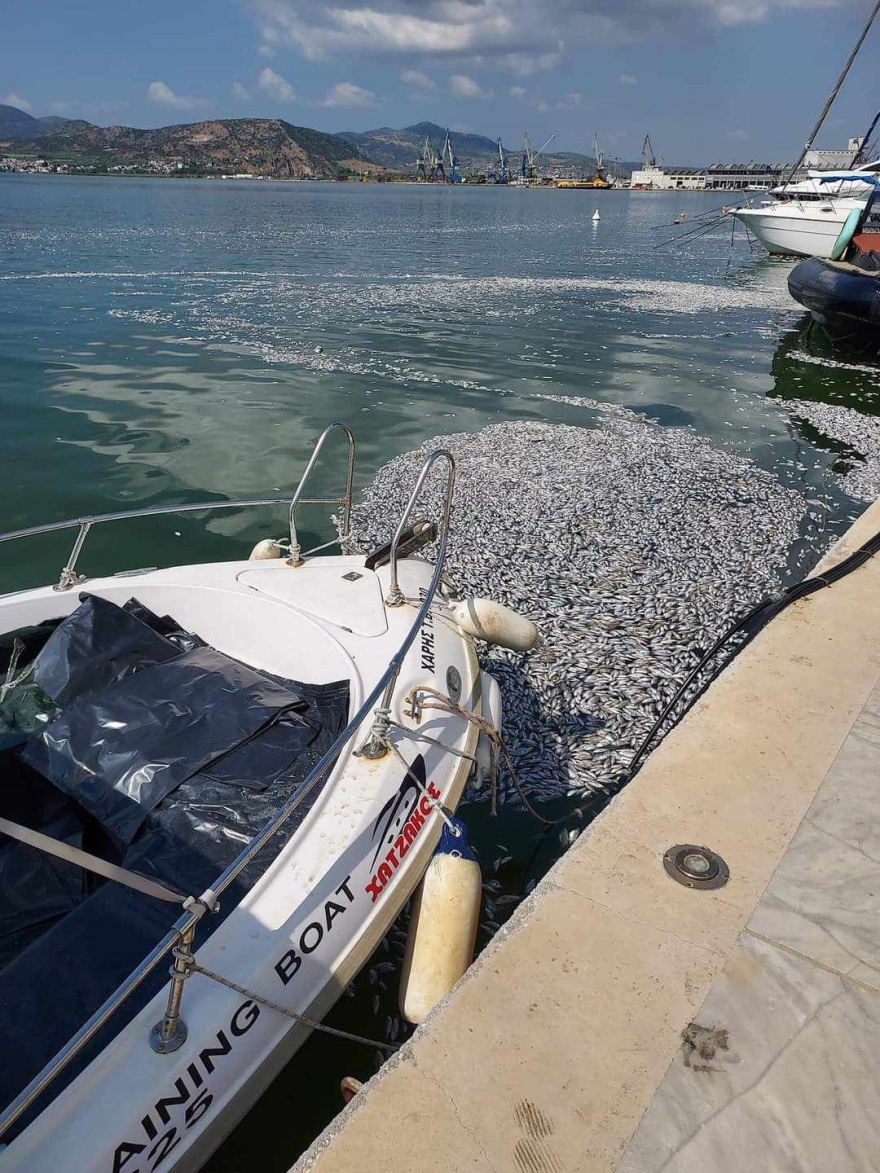 Βόλος: Με ειδικό πλοίο η περισυλλογή των νεκρών ψαριών στον Παγασητικό