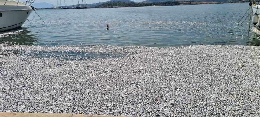 Βόλος: Με ειδικό πλοίο η περισυλλογή των νεκρών ψαριών στον Παγασητικό