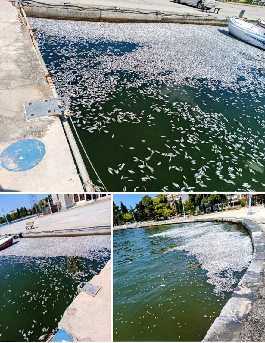 Βόλος: Με ειδικό πλοίο η περισυλλογή των νεκρών ψαριών στον Παγασητικό