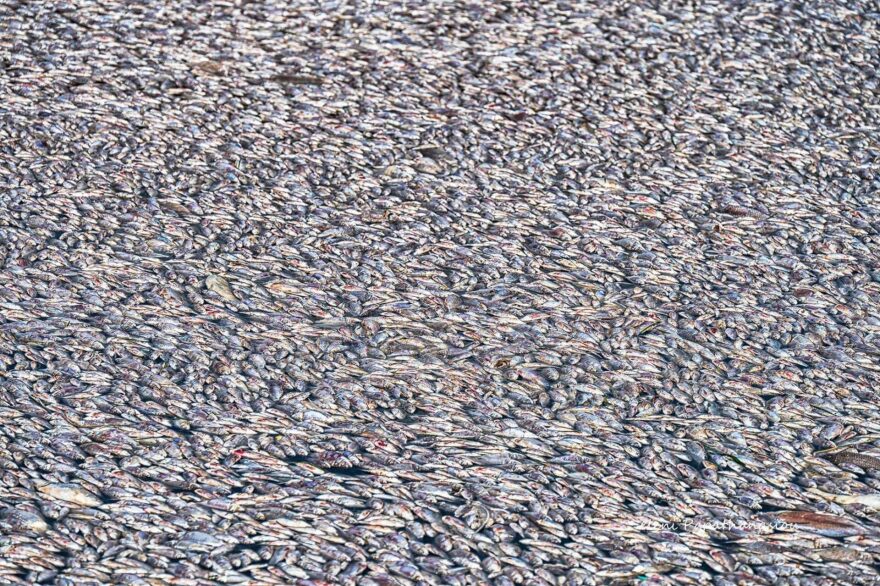 Βόλος: Με ειδικό πλοίο η περισυλλογή των νεκρών ψαριών στον Παγασητικό