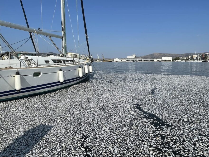 Βόλος: Με ειδικό πλοίο η περισυλλογή των νεκρών ψαριών στον Παγασητικό