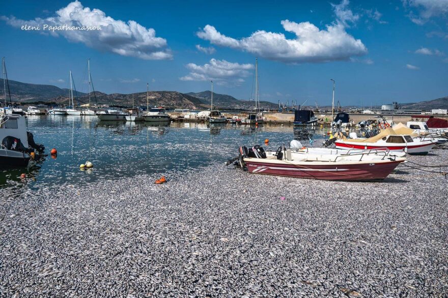 Βόλος: Με ειδικό πλοίο η περισυλλογή των νεκρών ψαριών στον Παγασητικό