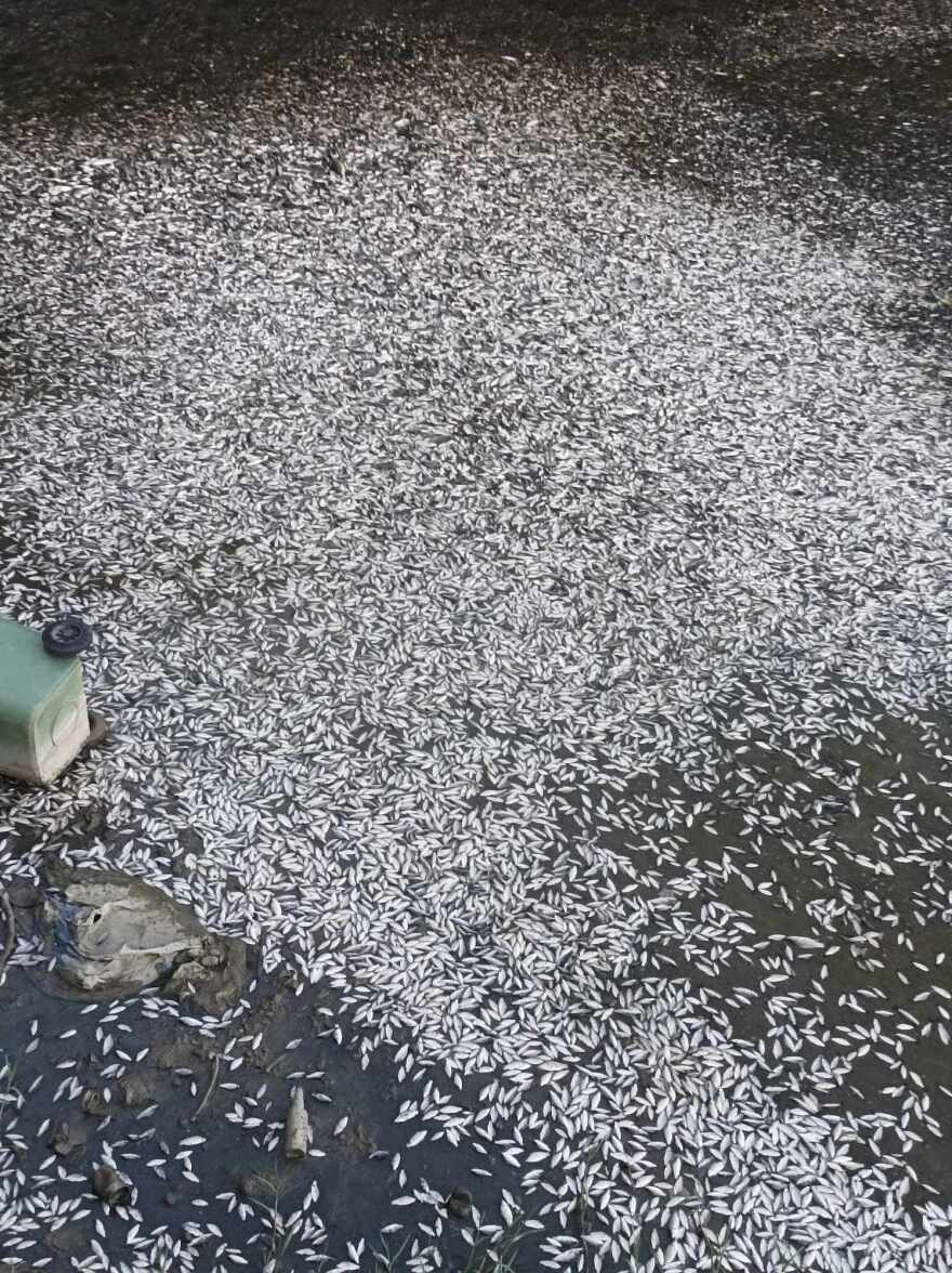 Βόλος: Με ειδικό πλοίο η περισυλλογή των νεκρών ψαριών στον Παγασητικό